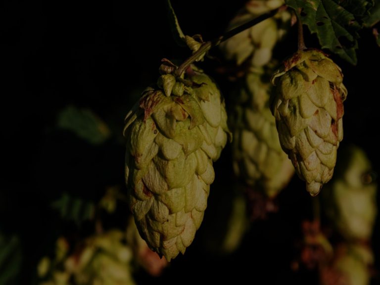 Bild von Hopfen nah, dunkel