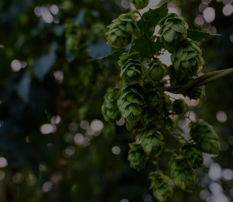 Bild von Hopfen, dunkel